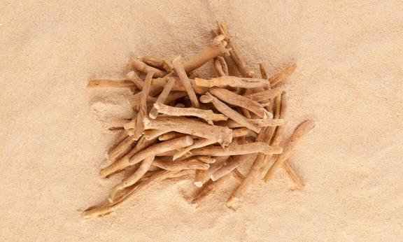 Ashwaganda: wie die Pflanze bei Stress unterstützen kann  Beispielbild