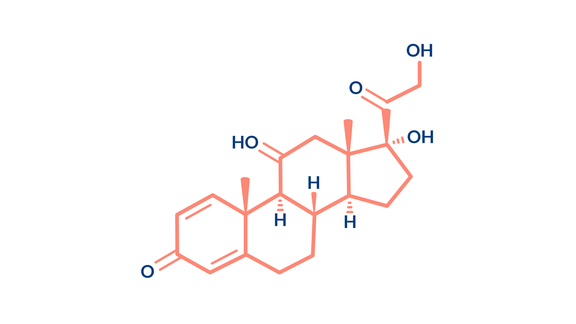 Cortison, Cortisol
