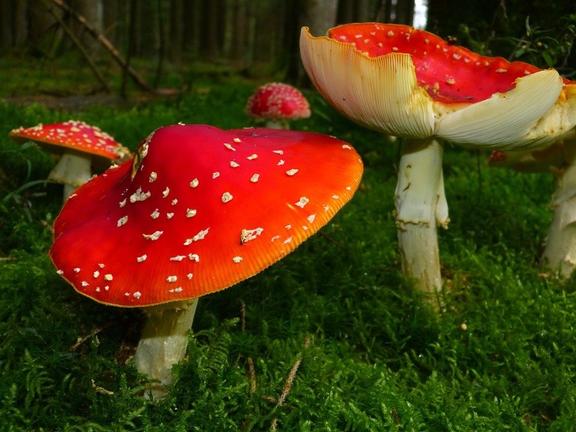 Rote Pilze